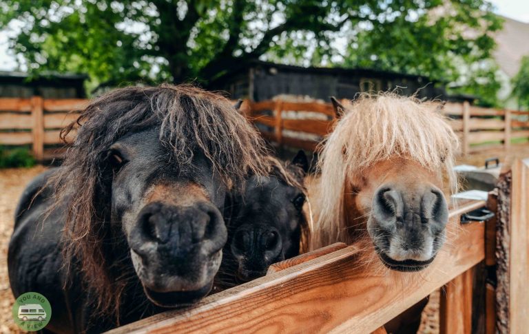 Alf, Gino und Bo, das sind unsere Ponys