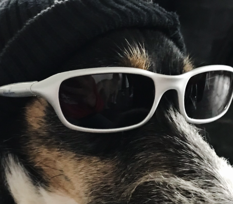 Snoopy, der Coole, Snoopy ist Grieche, er versteht deutsch, naja nicht immer, 